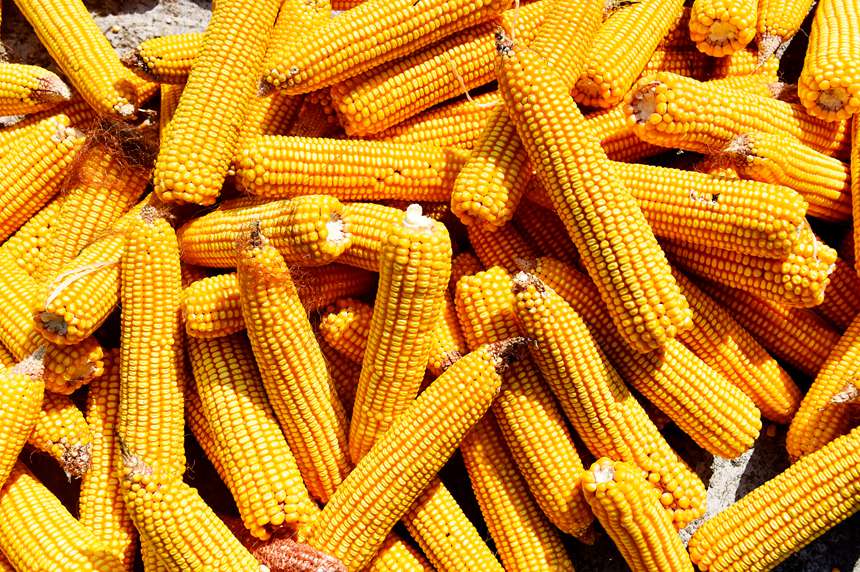 金黃色的玉米。黃河攝