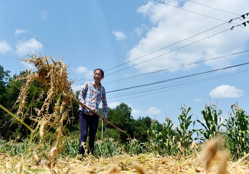 青羊鎮興園村村民在晾曬黃豆。黃河攝