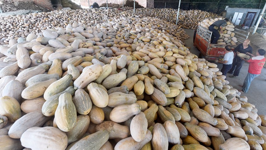 珍溪鎮南瓜豐收。黃河攝