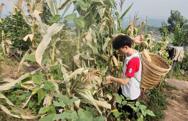 成員在山上幫老人采摘玉米。重慶工程職業技術學院供圖
