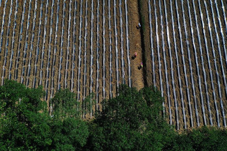 黔江區鵝池鎮方家村牧草種植基地。楊敏攝