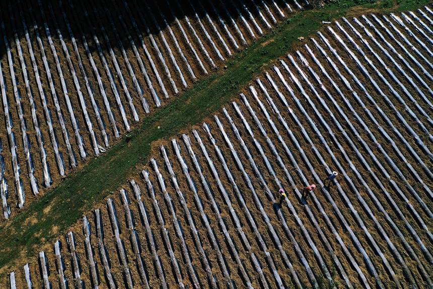 黔江區鵝池鎮方家村牧草種植基地。楊敏攝
