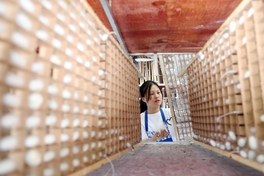 村民在光伏養蠶大棚內采摘蠶繭。楊敏攝