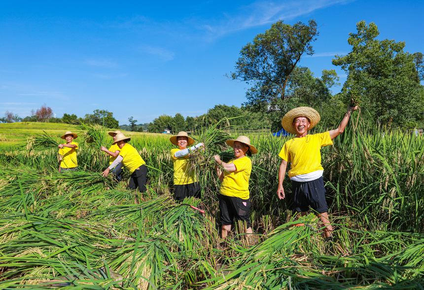 稻農曬豐收。向成國攝