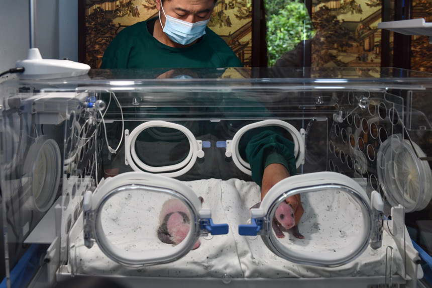 8月8日，在重慶動物園育幼室，一對剛出生不久的雙胞胎大熊貓幼仔亮相。鄒樂攝