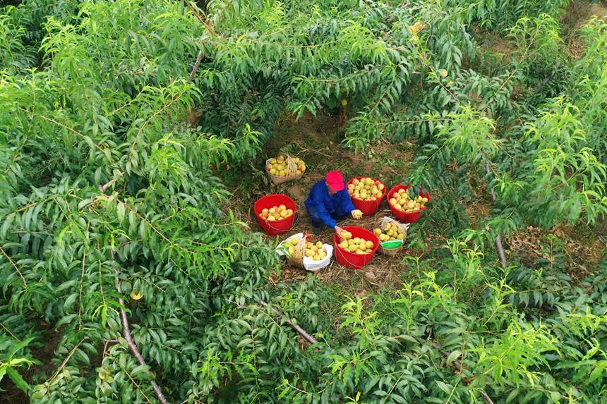 在重慶市黔江區濯水鎮烏楊社區黃桃基地，村民在分揀黃桃。楊敏攝