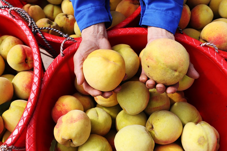 在重慶市黔江區濯水鎮烏楊社區黃桃基地，村民在分揀黃桃。楊敏攝