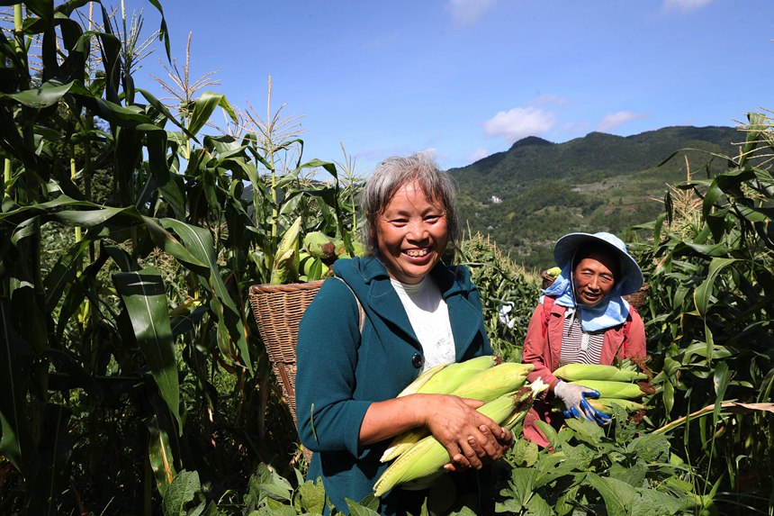 村民在采收水果玉米。楊敏攝