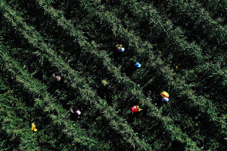 蒼嶺鎮太和村玉米復合種植基地。楊敏攝
