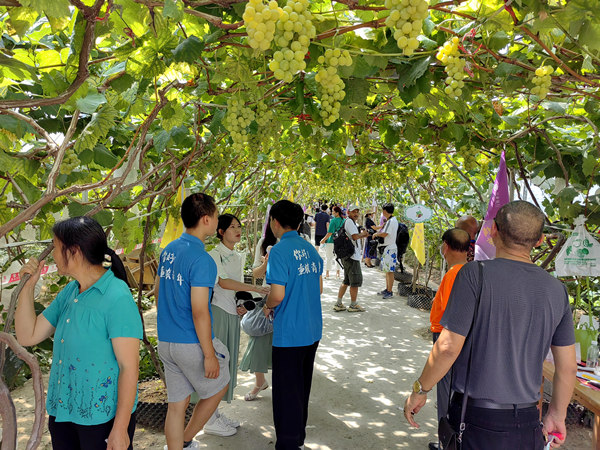 黔江區首屆葡萄云采摘節活動現場。黔江區委宣傳部供圖
