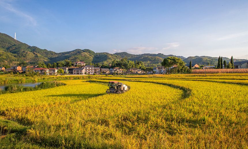 收割機在搶收稻谷。瞿明斌攝