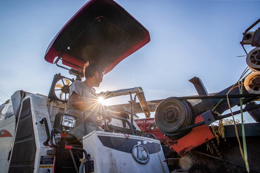 收割機在搶收稻谷。瞿明斌攝