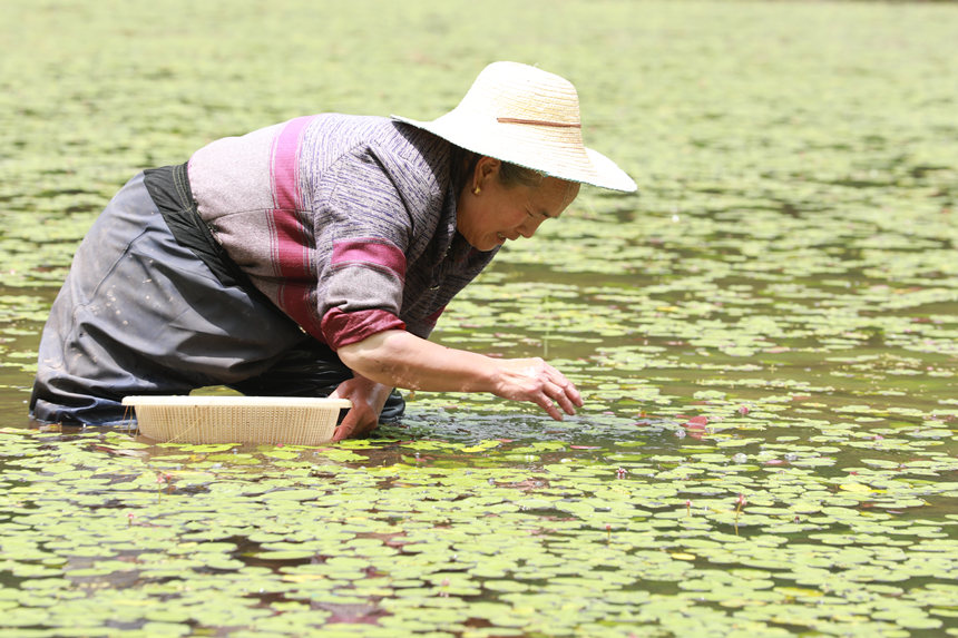 村民在田間采摘莼菜。趙軍攝