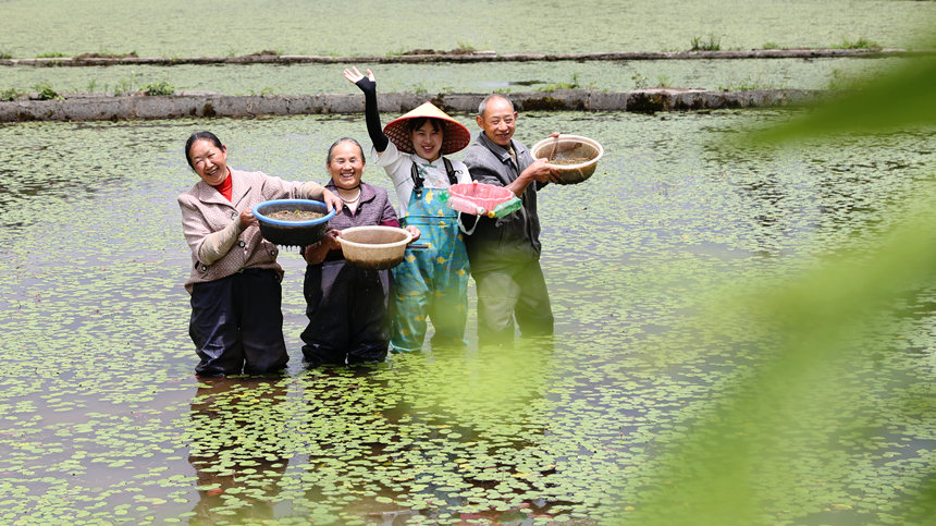 莼菜豐收村民樂開懷。趙軍攝