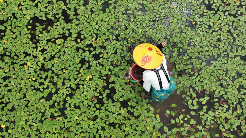 村民在田間采摘莼菜。趙軍攝