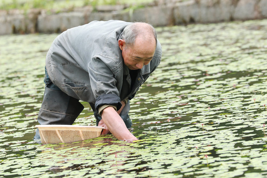 村民在田間采摘莼菜。趙軍攝