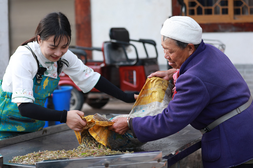 莼菜豐收村民樂開懷。趙軍攝