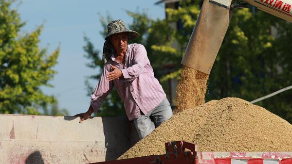 收割水稻。趙軍攝