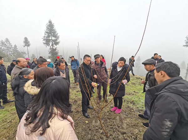 聯系專家到村指導脆紅李種植技術（資料圖）。受訪者供圖