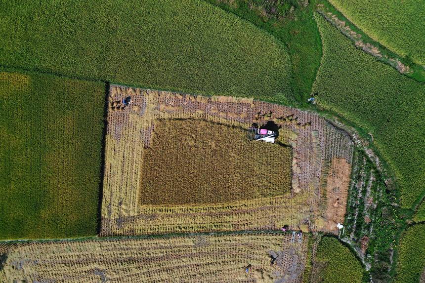 收割機在重慶市黔江區小南海鎮大路社區收割稻谷。楊敏攝