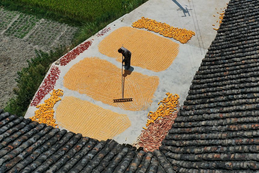 黔江區沙壩鎮三臺村村民在晾曬玉米。楊敏攝