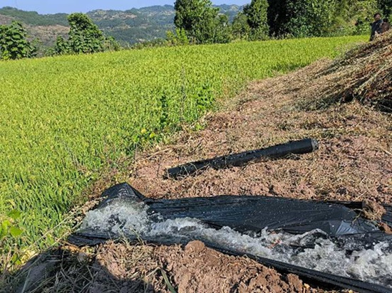 重慶綦江區成片優質水稻“飲”甘泉。重慶市水利局供圖