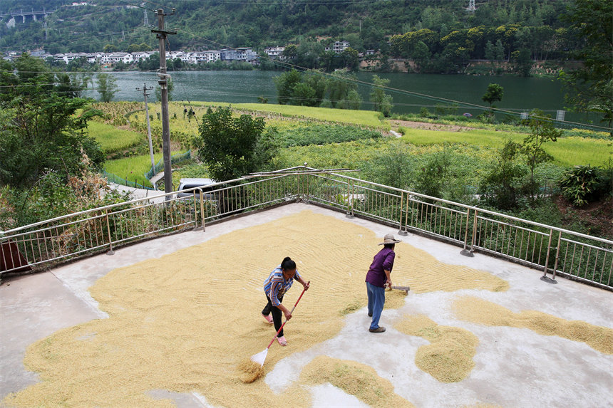 重慶市黔江區阿蓬江鎮大坪村村民在晾曬稻谷。楊敏攝