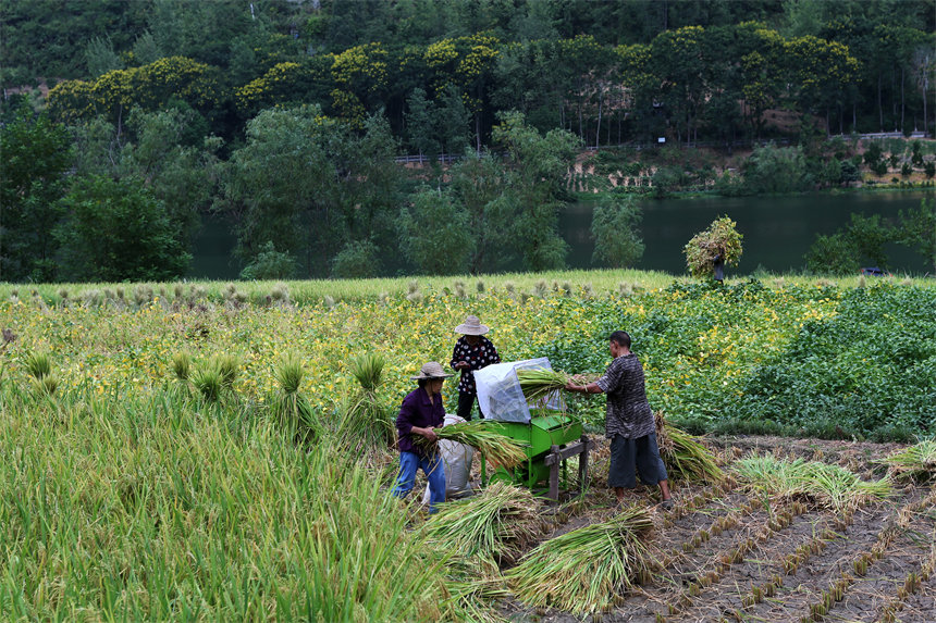 重慶市黔江區阿蓬江鎮大坪村村民在搶收水稻。楊敏攝