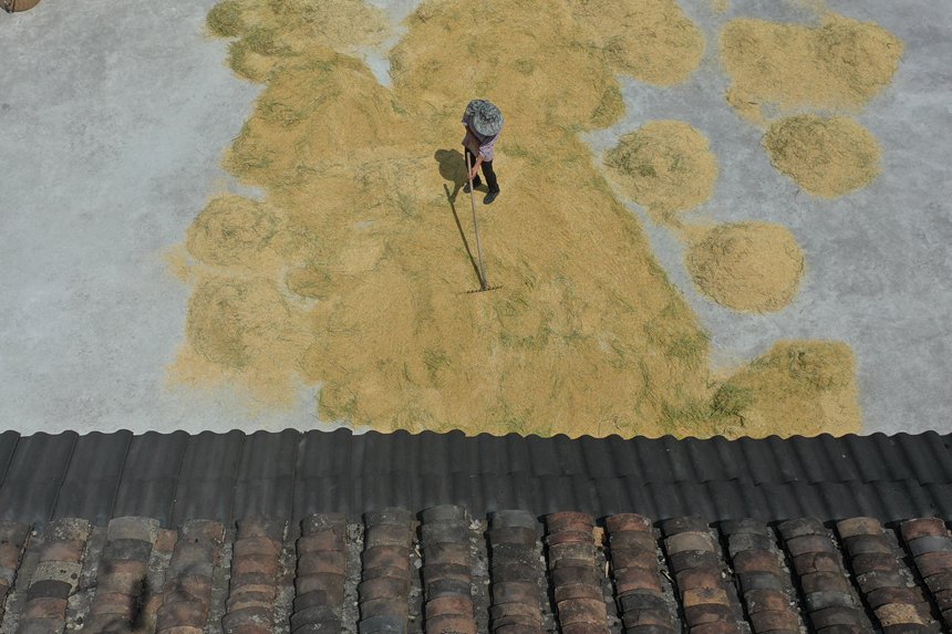 村民正在曬谷場晾曬稻谷。趙勇攝