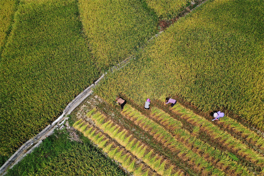 重慶市黔江區小南海鎮橋梁村古楓寨村民在搶收水稻。楊敏攝