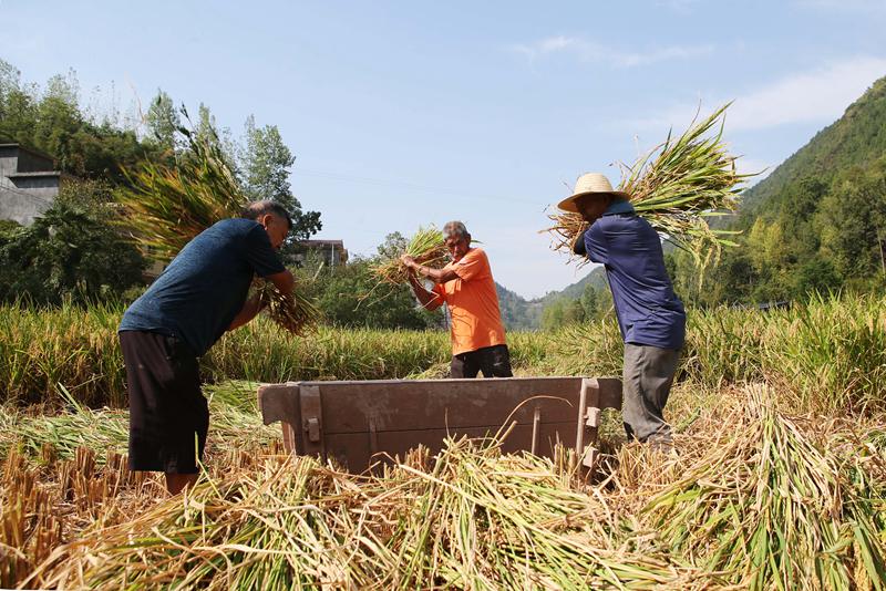 村民正在搶收水稻。楊敏攝