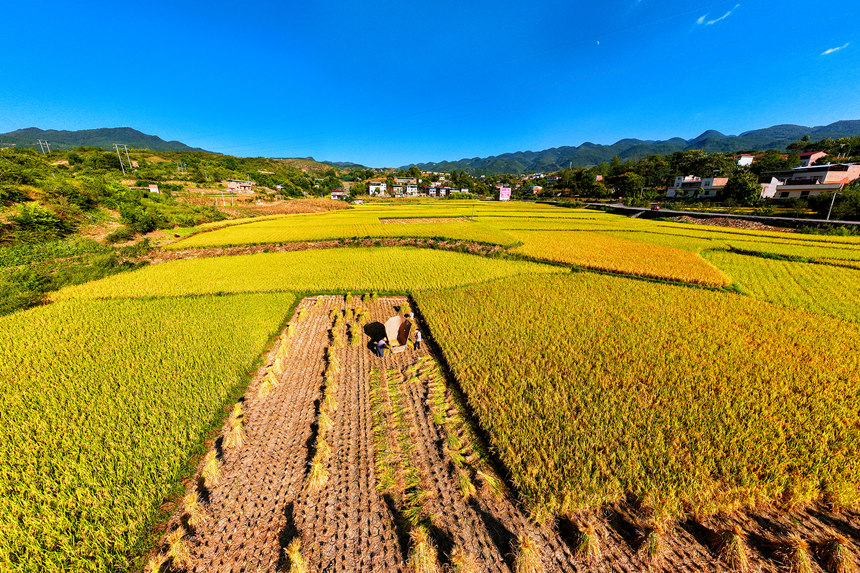 農民搶抓晴好天氣收割水稻。陳光國攝