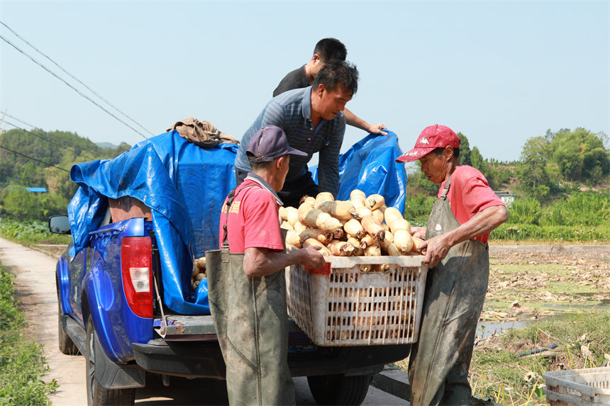 新鮮出土的蓮藕裝車運往全國各地。趙軍攝