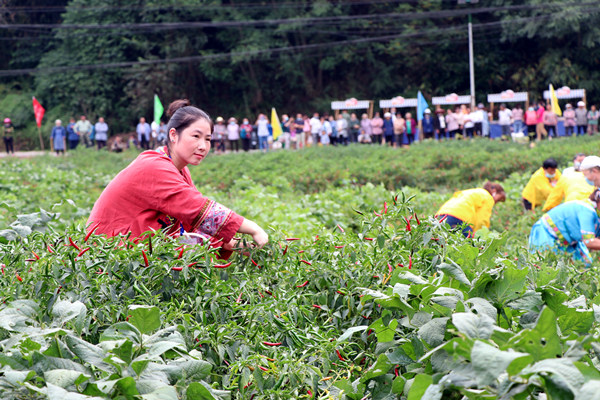 參賽隊員采摘辣椒。胥世鵬攝