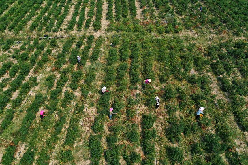 村民在重慶市黔江區鵝池鎮治安村辣椒種植基地采摘辣椒。楊敏攝