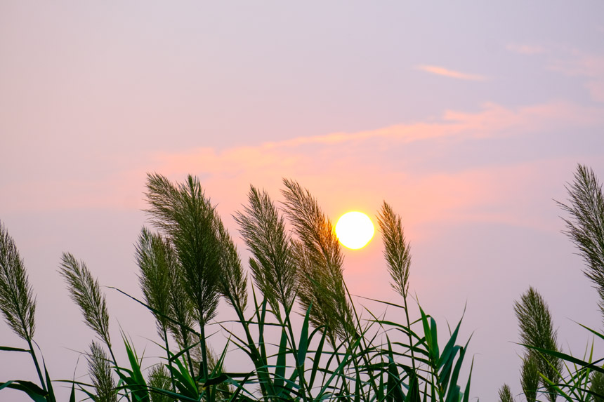廣陽島江邊濕地，蘆葦隨風舒展，生機盎然風景如畫。郭旭攝