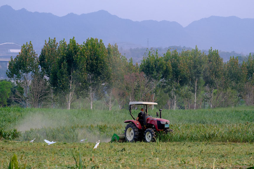 工作人員為油菜花田翻土，靜止的畫面如同一幅油畫。郭旭攝