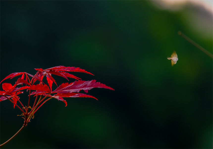 霜降已至，秋意正濃。郭旭攝