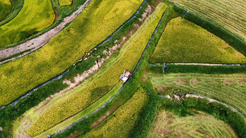 萬州區恒合土家族鄉八一村，大型收割機第一次出現在田間地頭。冉孟軍攝