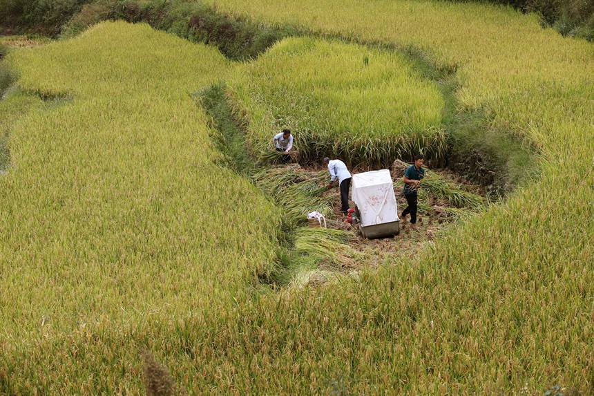 村民用小型打谷機在重慶市黔江區中塘鎮興泉社區水稻基地打谷。楊敏攝