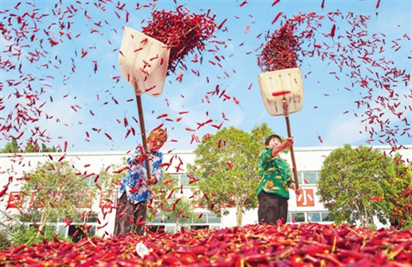 辣椒成熟。朱亞坤攝