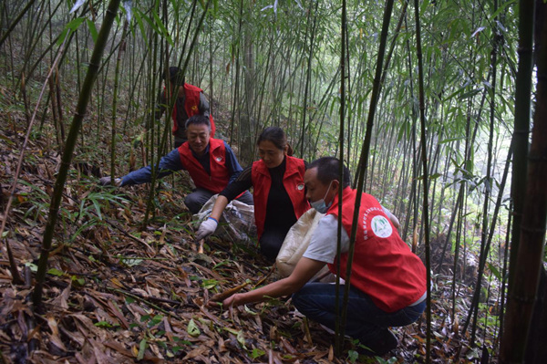 志愿者幫群眾搶收刺黑竹筍。明通鎮供圖