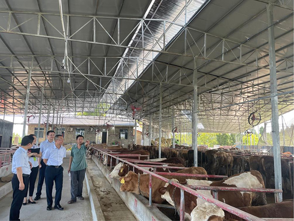 調研小組在養牛棚走訪調研。民生銀行重慶分行供圖