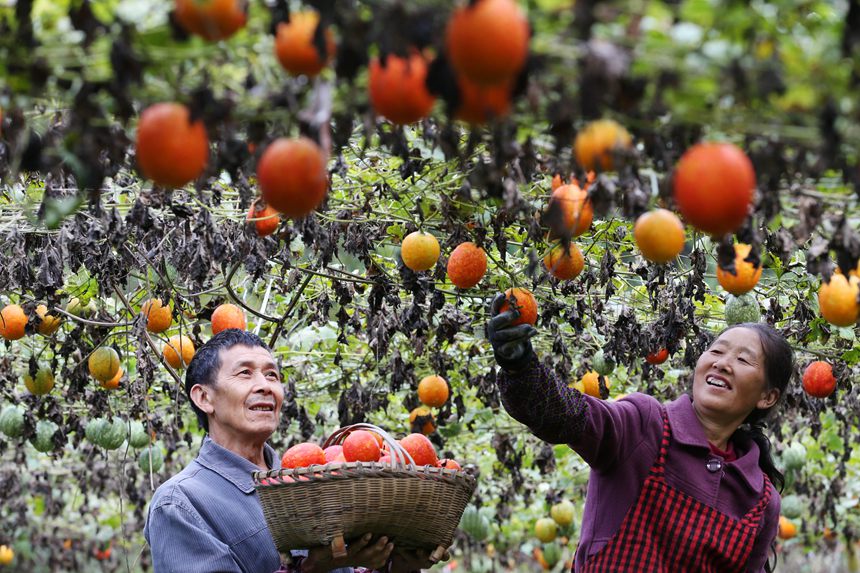 村民正在采摘吊瓜。楊敏攝
