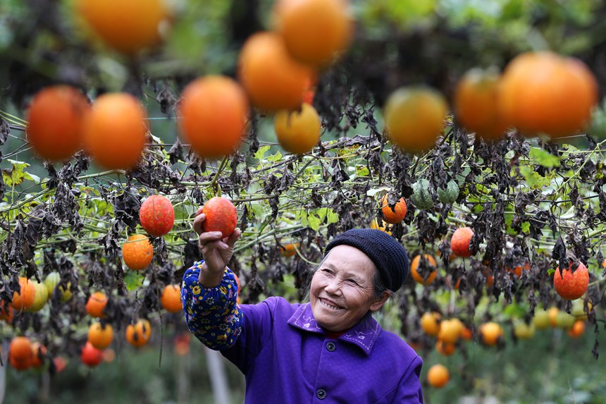 村民正在采摘吊瓜。楊敏攝