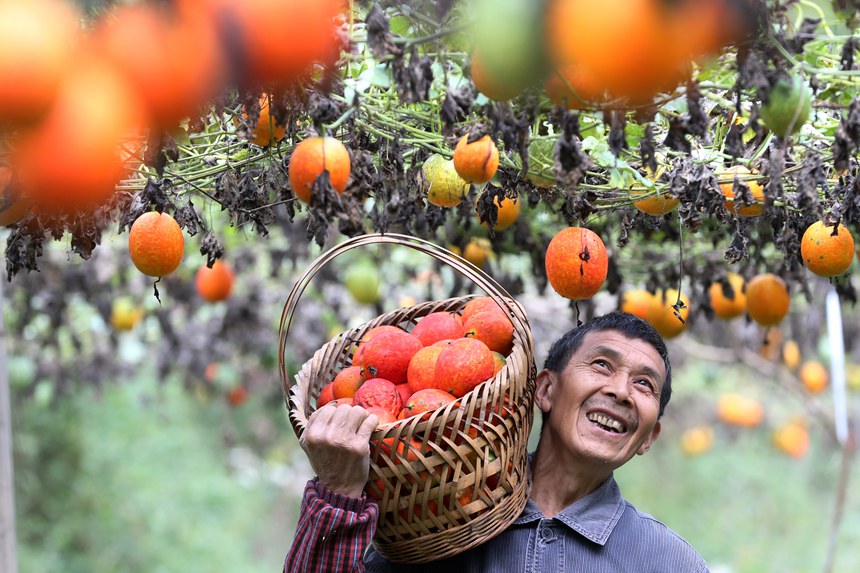 村民正在采摘吊瓜。楊敏攝