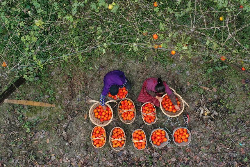 村民在吊瓜基地展示采摘的吊瓜。楊敏攝