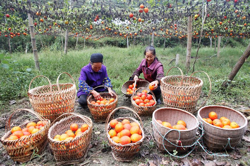 村民在吊瓜基地展示采摘的吊瓜。楊敏攝