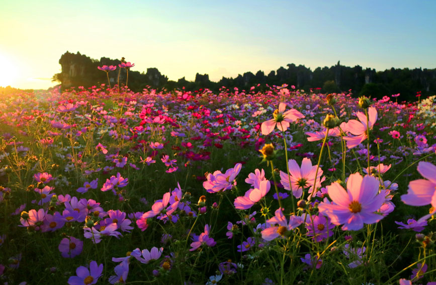 乃古石林百畝波斯菊綻放。石林風景名勝區管理局供圖