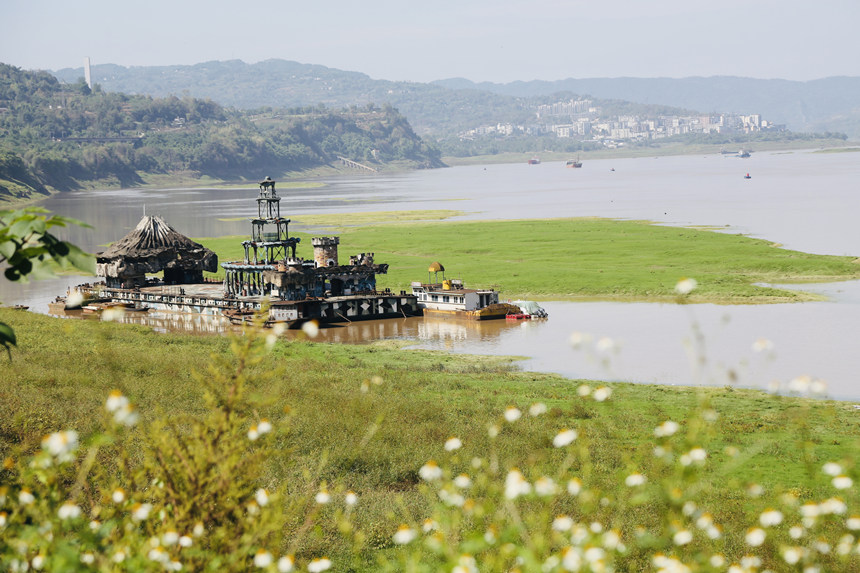 長江邊長滿了綠油油的嫩草。楊孝永攝